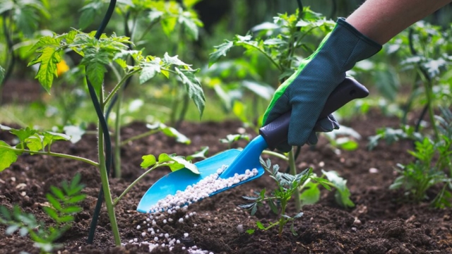 From Earth to Harvest: Exploring the Secrets of Organic Soils and Fertilizers