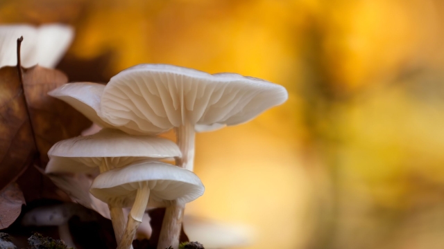 From Spores to Shrooms: Unleashing the Magic of Mushroom Growing!