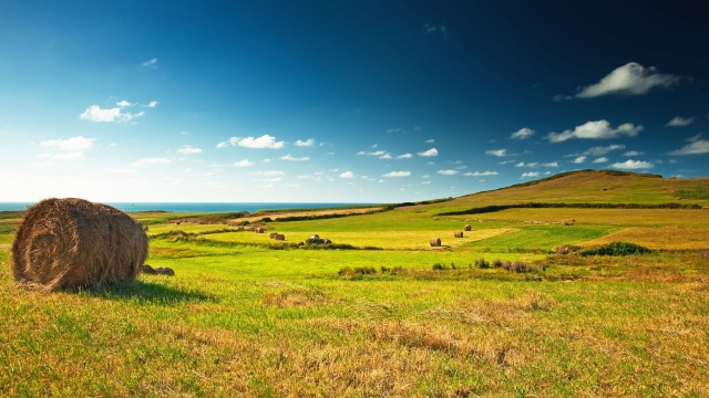 Harvest from the Sea: Unveiling the Beauty of Coastal Farming