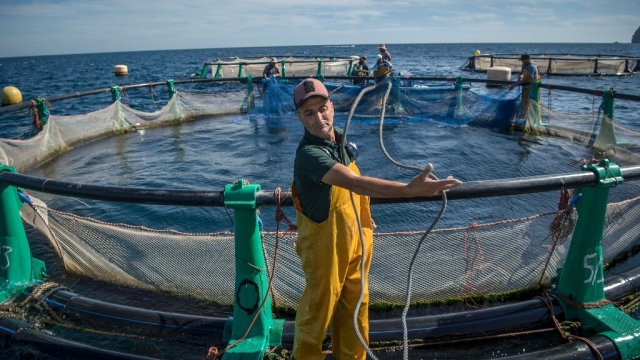 Revolutionizing the Blue Economy: The Future of Aquaculture Technology