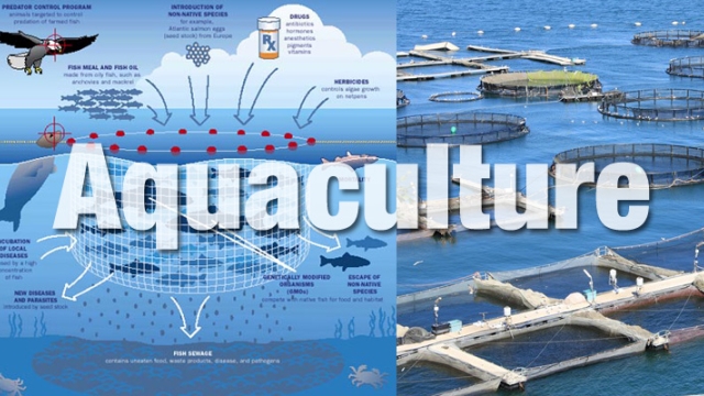 Revolutionizing the Blue: The Future of Aquaculture Technology