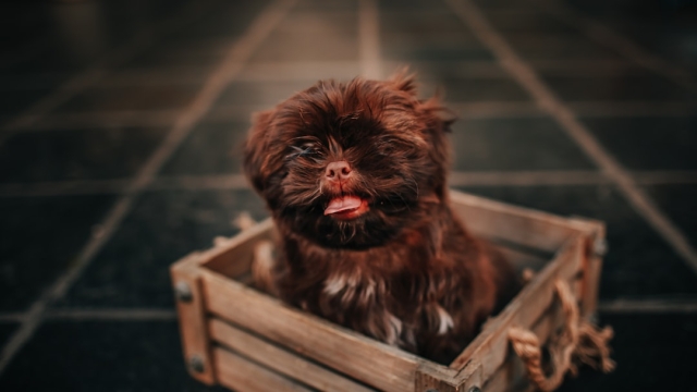 What to Look for in a Pet Friendly Home
